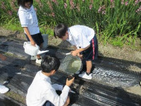 1-3移植 (1)