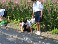 1-4移植 (1)