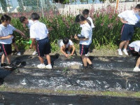 1-4移植 (3)
