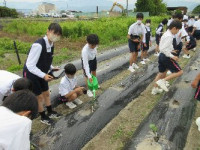 1-7移植 (5)
