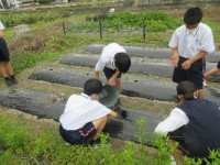1-8移植 (7)