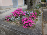 0402花 (2)