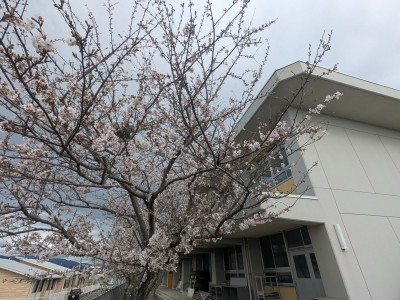 0402花 (10)