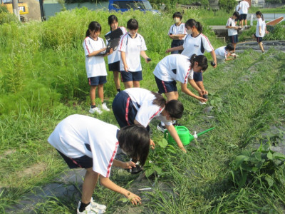 0702 オクラ移植 (6)-2