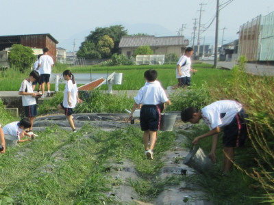 0702 オクラ移植 (6)-3