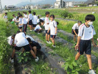 0702 オクラ移植 (16)