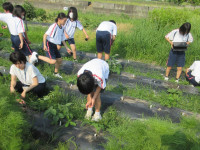 0702 オクラ移植 (20)