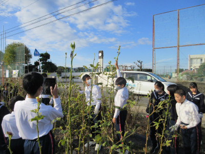 オクラ片付け（1-7） (2)