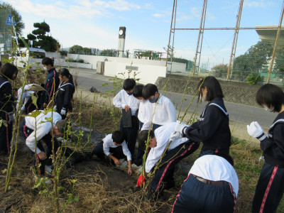 オクラ片付け（1-7） (5)