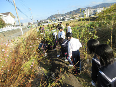 オクラ片付け（1-7） (9)