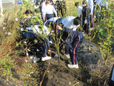 オクラ片付け（1-7） (11)