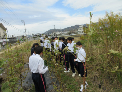オクラ片付け（1-5） (1)