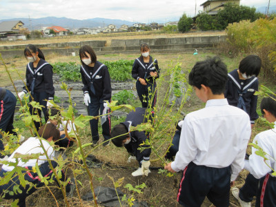 オクラ片付け（1-5） (7)
