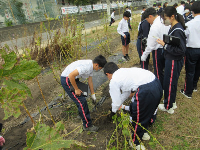 オクラ片付け（1-5） (10)