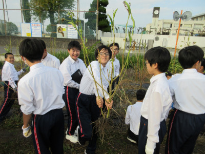 オクラ片付け（1-1） (5)