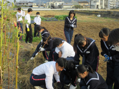 オクラ片付け（1-1） (13)