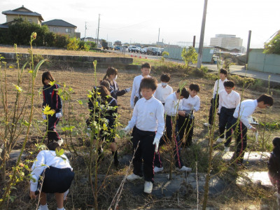 オクラ片付け（1-3） (2)