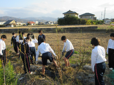 オクラ片付け（1-3） (4)