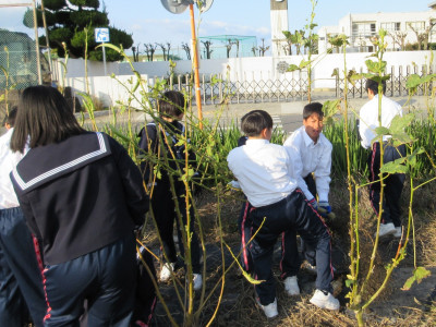 オクラ片付け（1-3） (7)