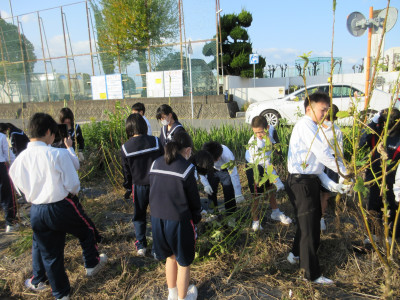 オクラ片付け（1-3） (9)