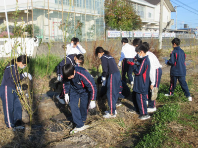 オクラ片付け（1-2） (5)