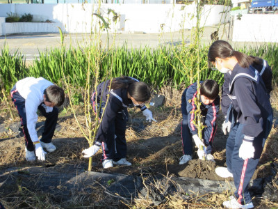 オクラ片付け（1-2） (8)
