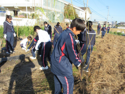 オクラ片付け（1-2） (12)